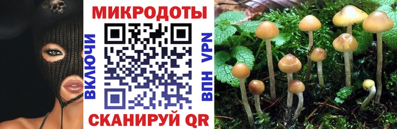 дарк нет состав  Сортавала  Псилоцибиновые грибы Psilocybe 